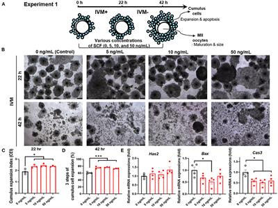 Effects of Stem Cell Factor/c-Kit Signaling on In Vitro Maturation of Porcine Oocytes and Subsequent Developmental Competence After Fertilization